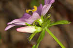 Appalachian rose gentian